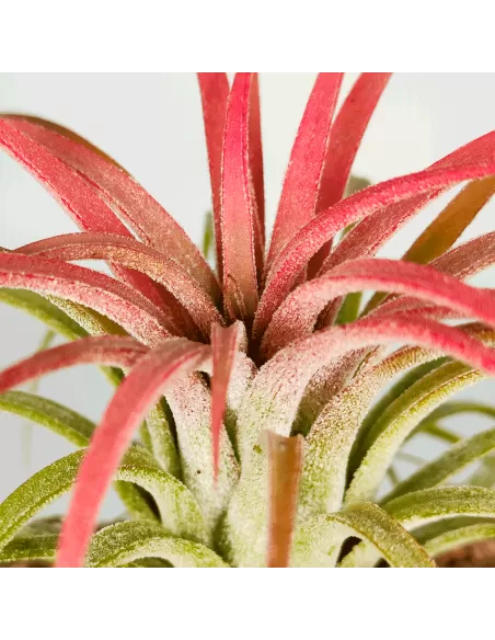 Tillandsia Ionantha Curly Leaf