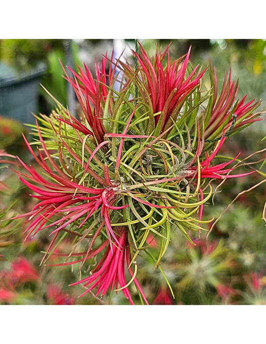 Tillandsia Ionantha Fuego Pulk BIG