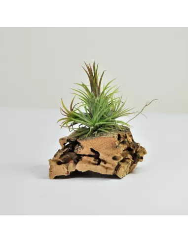 Tillandsia Ionantha Fuego Pulk