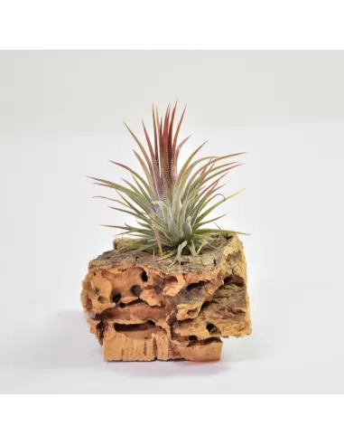 Tillandsia Ionantha Fuego