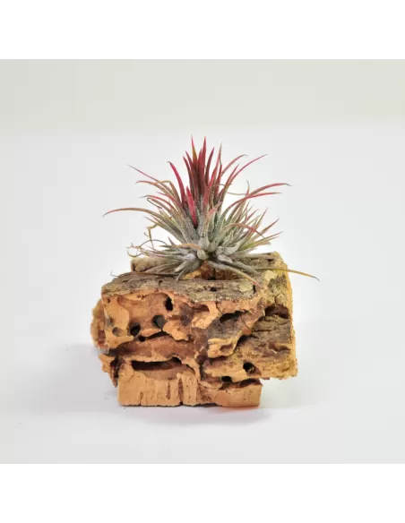 Tillandsia Ionantha Fuego