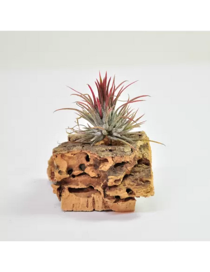 Tillandsia Ionantha Fuego