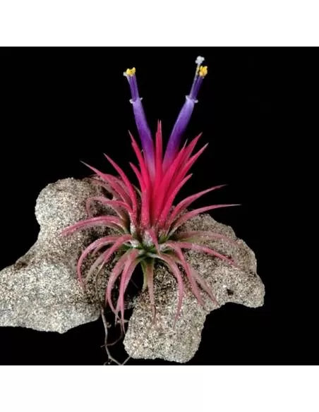 Tillandsia Ionantha Fuego