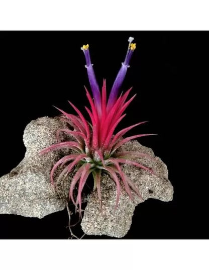 Tillandsia Ionantha Fuego