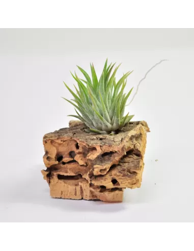 Tillandsia Ionantha Hazelnut