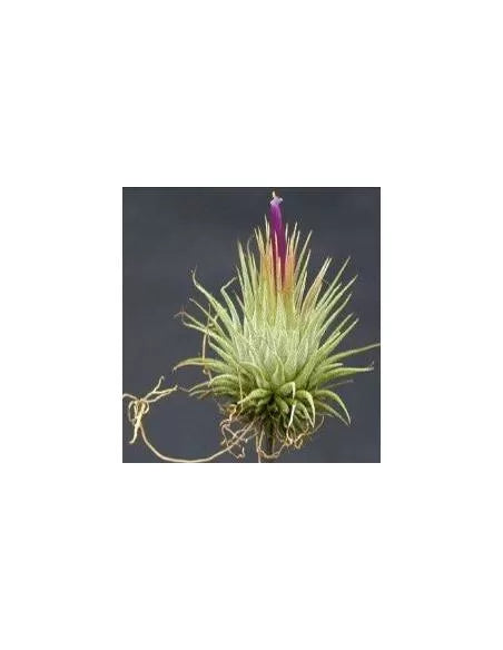 Tillandsia Ionantha Hazlenut