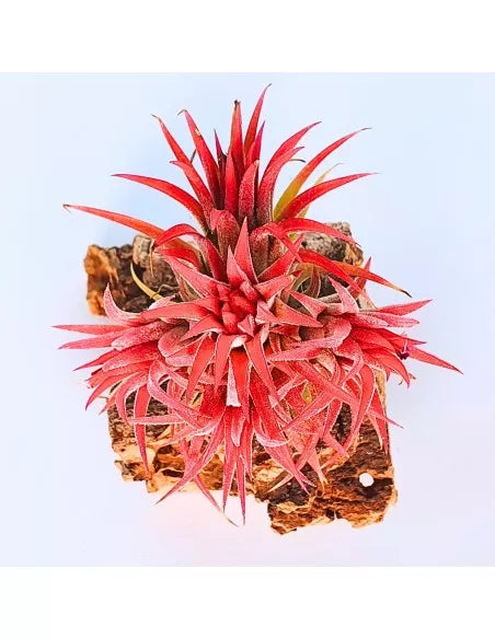 Tillandsia Ionantha Huamelula Pulk