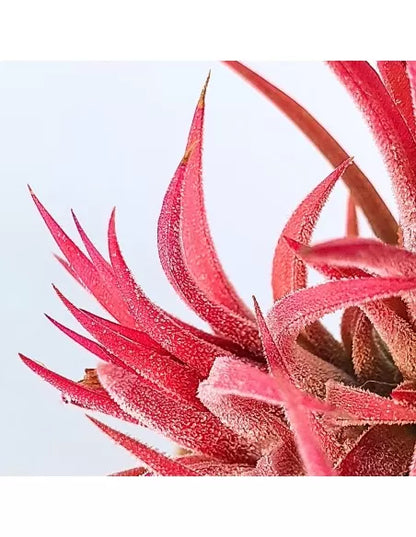 Tillandsia Ionantha Huamelula Pulk