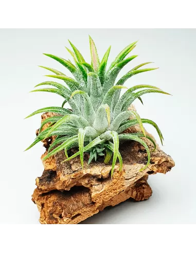 Tillandsia Ionantha Grey