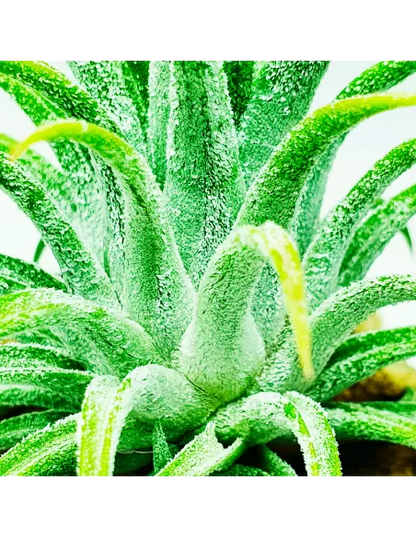 Tillandsia Ionantha Grey