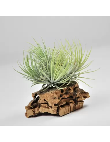 Tillandsia Ionantha Ionantha Pulk