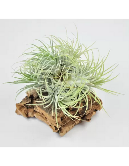 Tillandsia Ionantha Ionantha Clump