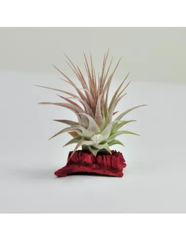Tillandsia Ionantha Ionantha