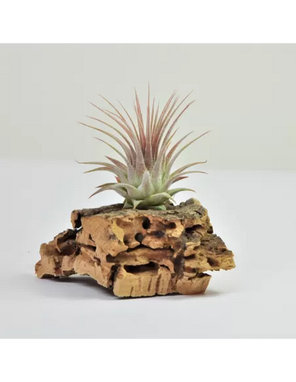 Tillandsia Ionantha Ionantha