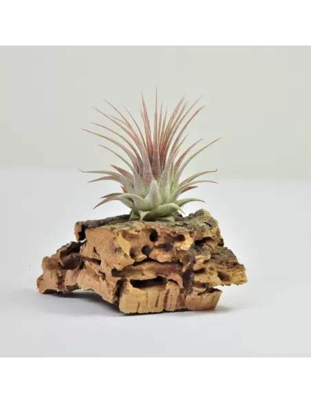 Tillandsia Ionantha Ionantha