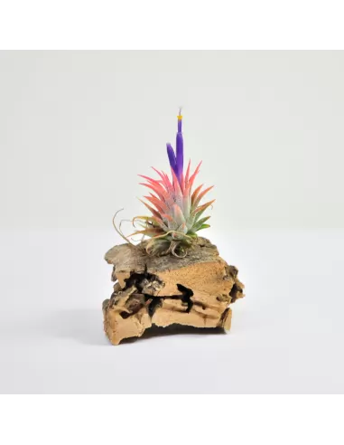 Tillandsia Ionantha Mexican