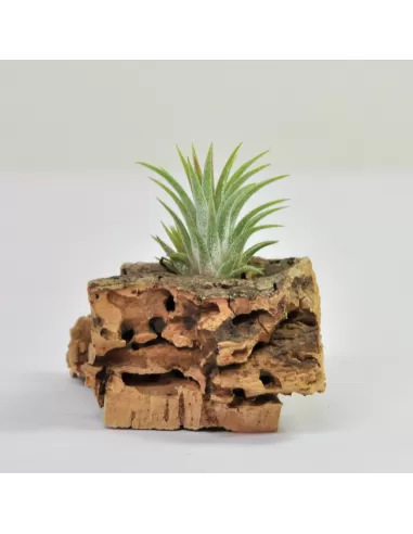 Tillandsia Ionantha Mini