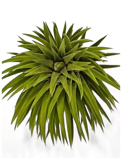 Tillandsia Ionantha Monkey Tail
