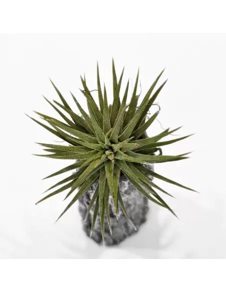 Tillandsia Ionantha Pleiades