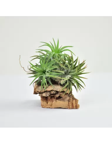 Tillandsia Ionantha Ron Pulk