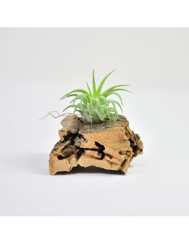 Tillandsia Ionantha Ron