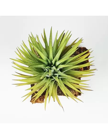 Tillandsia Ionantha Ron