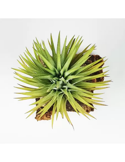 Tillandsia Ionantha Ron