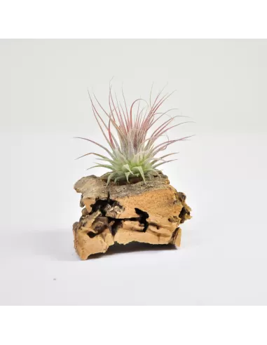 Tillandsia Ionantha Rosea