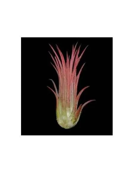 Tillandsia Ionantha Rosea
