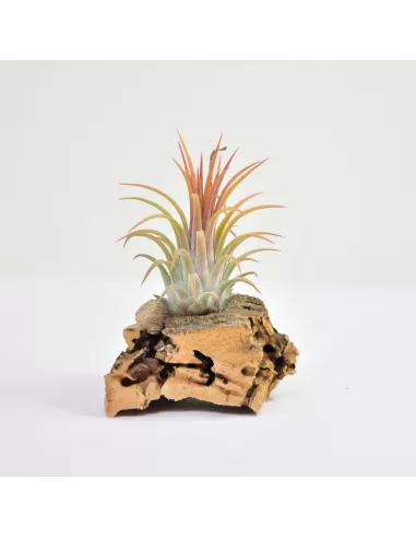Tillandsia Ionantha Rubra Peach