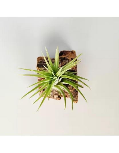 Tillandsia Ionantha Rubra x Scaposa XL