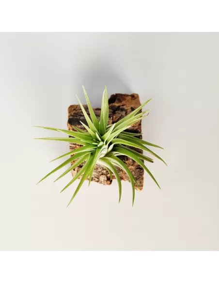 Tillandsia Ionantha Rubra x Scaposa XL