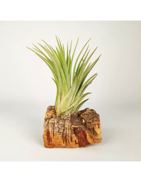 Tillandsia Ionantha Rubra x Scaposa XL