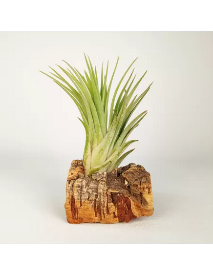 Tillandsia Ionantha Rubra x Scaposa XL