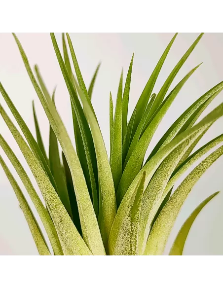 Tillandsia Ionantha Rubra x Scaposa XL