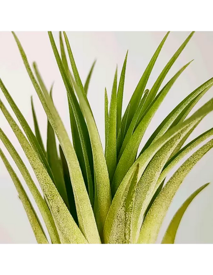 Tillandsia Ionantha Rubra x Scaposa XL