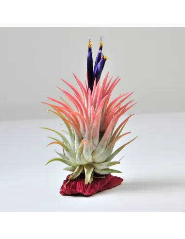 Tillandsia Ionantha Rubra