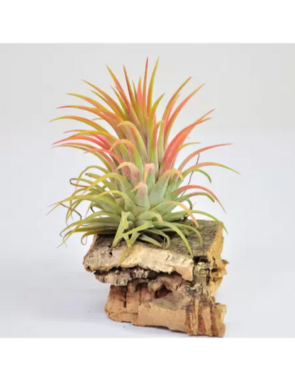 Tillandsia Ionantha Rubra