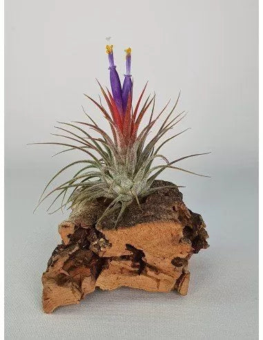 Tillandsia Ionantha Silver