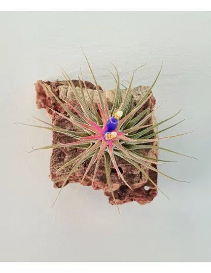 Tillandsia Ionantha Silver