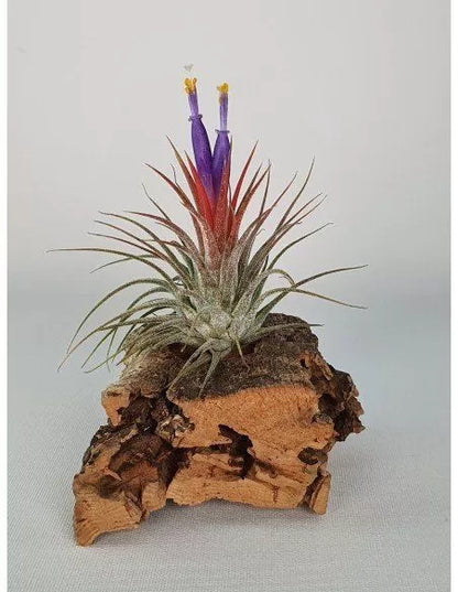 Tillandsia Ionantha Silver