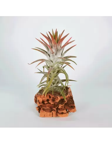 Tillandsia Ionantha Van Hyningii