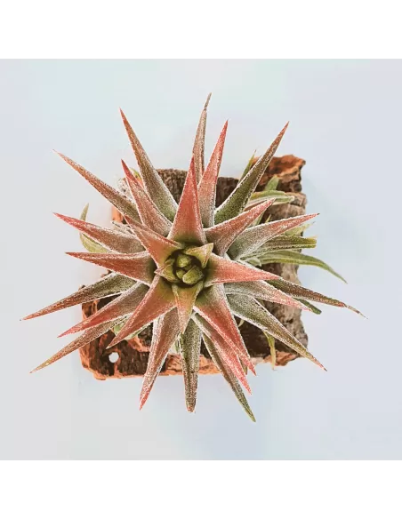 Tillandsia Ionantha Van Hyningii