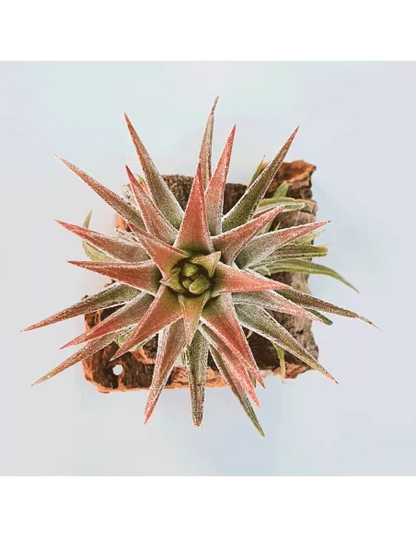 Tillandsia Ionantha Van Hyningii