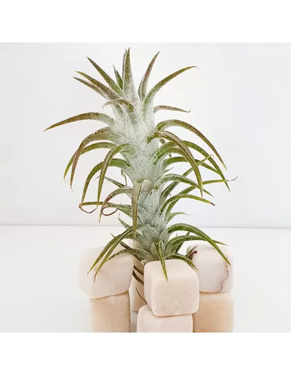 Tillandsia Ionantha Van Hyningii