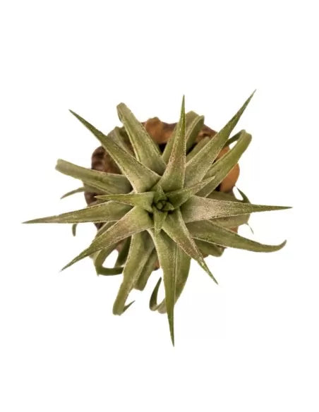 Tillandsia Ionantha Vanhyningii Red Dragon