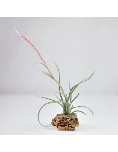 Tillandsia Califano (Ionantha x Baileyi)
