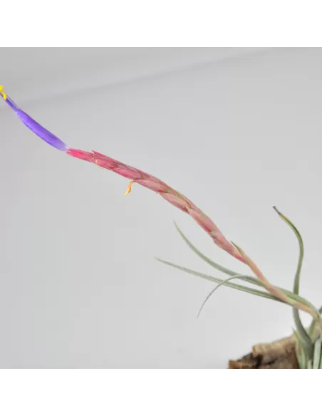Tillandsia Califano (Ionantha x Baileyi)
