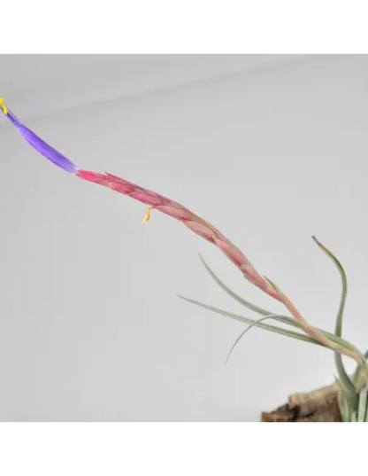 Tillandsia Califano (Ionantha x Baileyi)