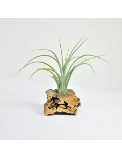 Tillandsia Califano (Ionantha x Baileyi)